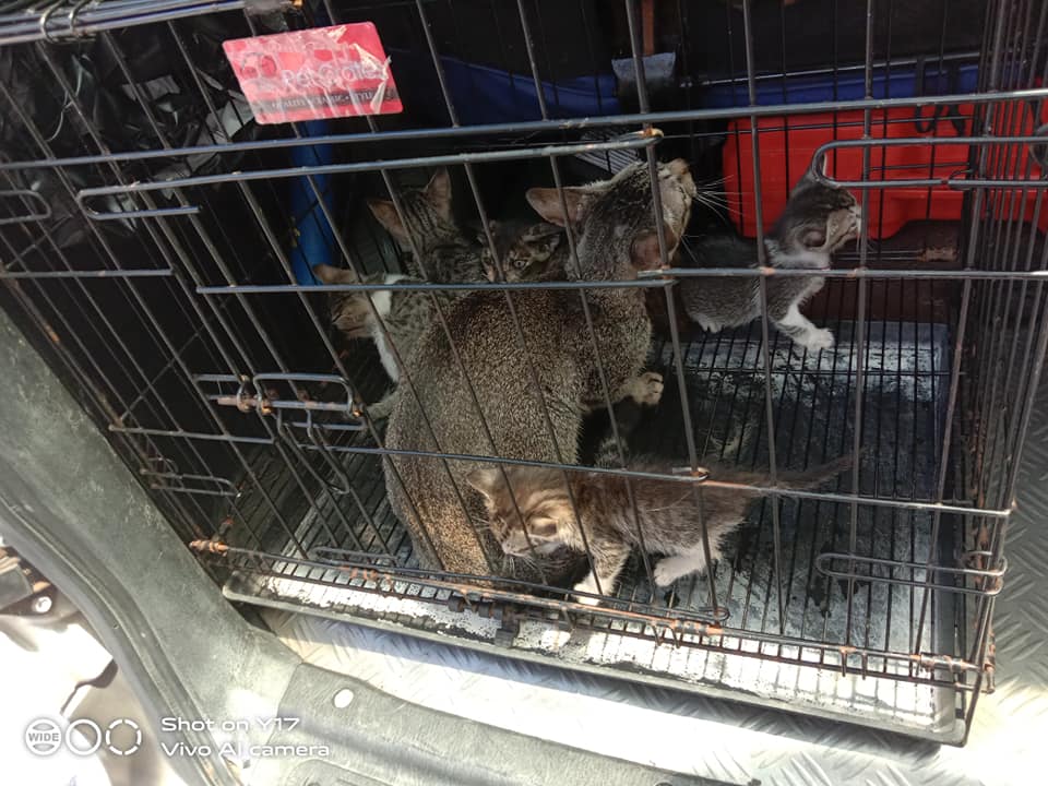 71068115_2502972806463616_644589739755700224_n